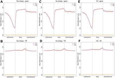 Whole-genome DNA methylation profiling reveals epigenetic signatures in developing muscle in Tan and Hu sheep and their offspring